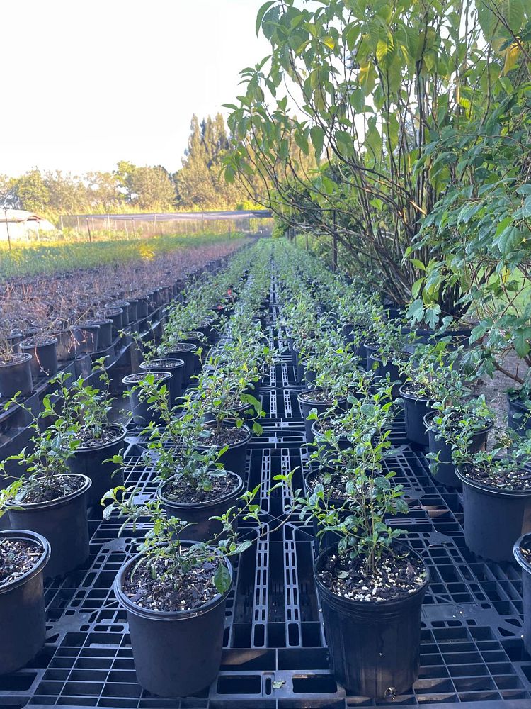 barleria-repens-coral-creeper