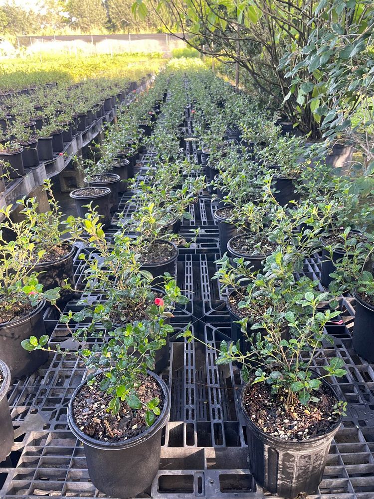 barleria-repens-coral-creeper