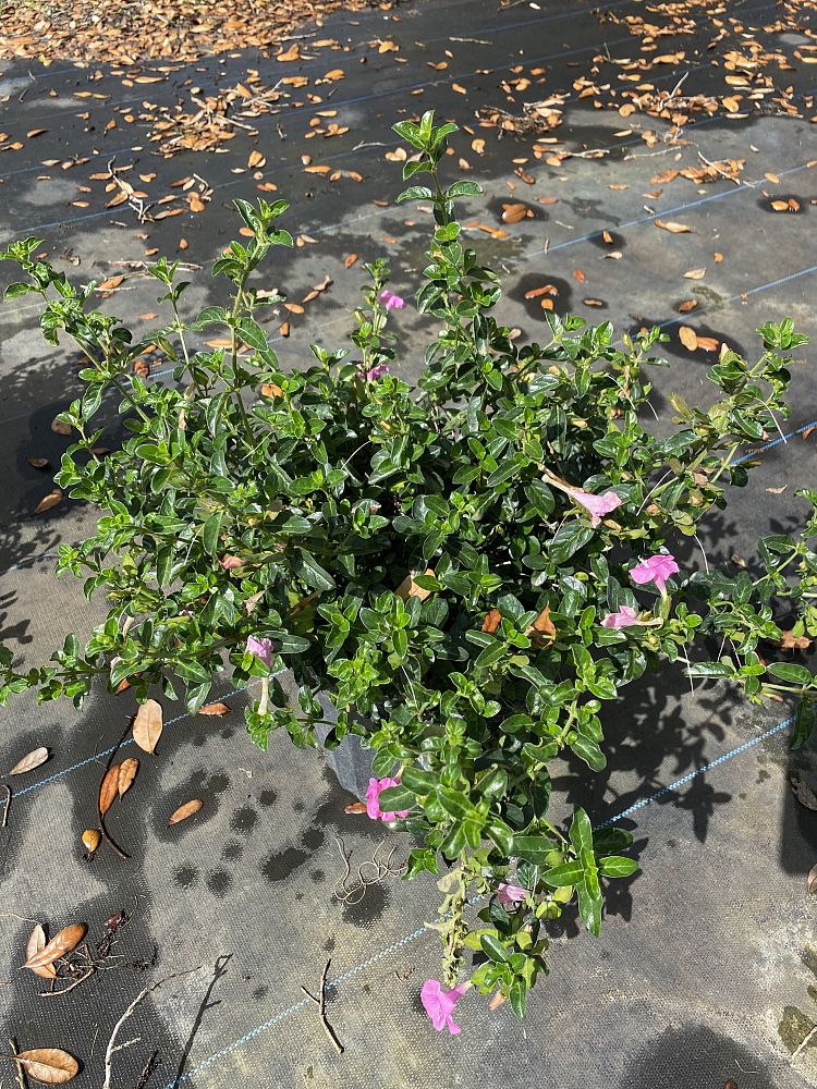 barleria-repens-pink-coral-creeper