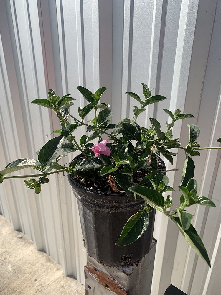 barleria-repens-pink-coral-creeper