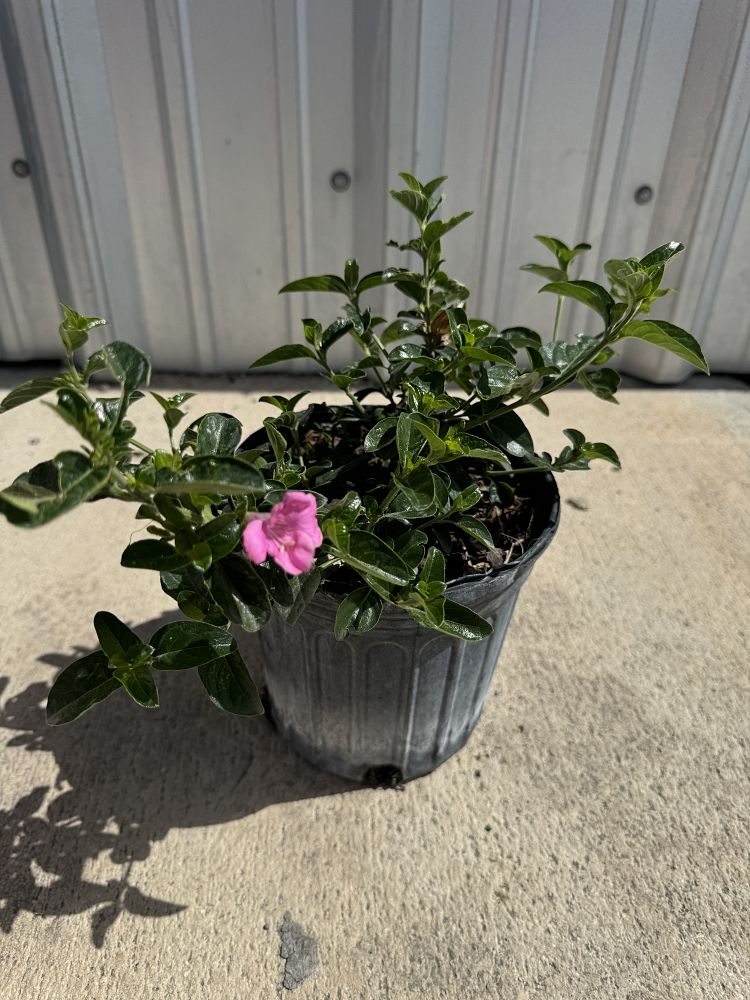 barleria-repens-pink-coral-creeper