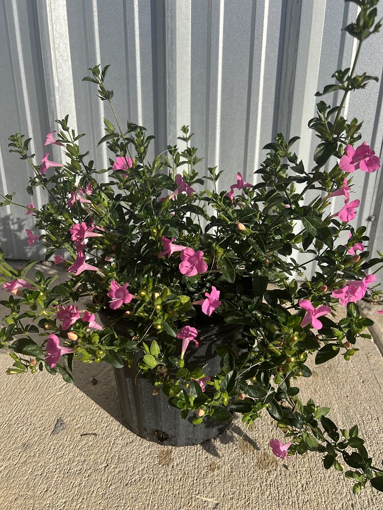 barleria-repens-pink-coral-creeper