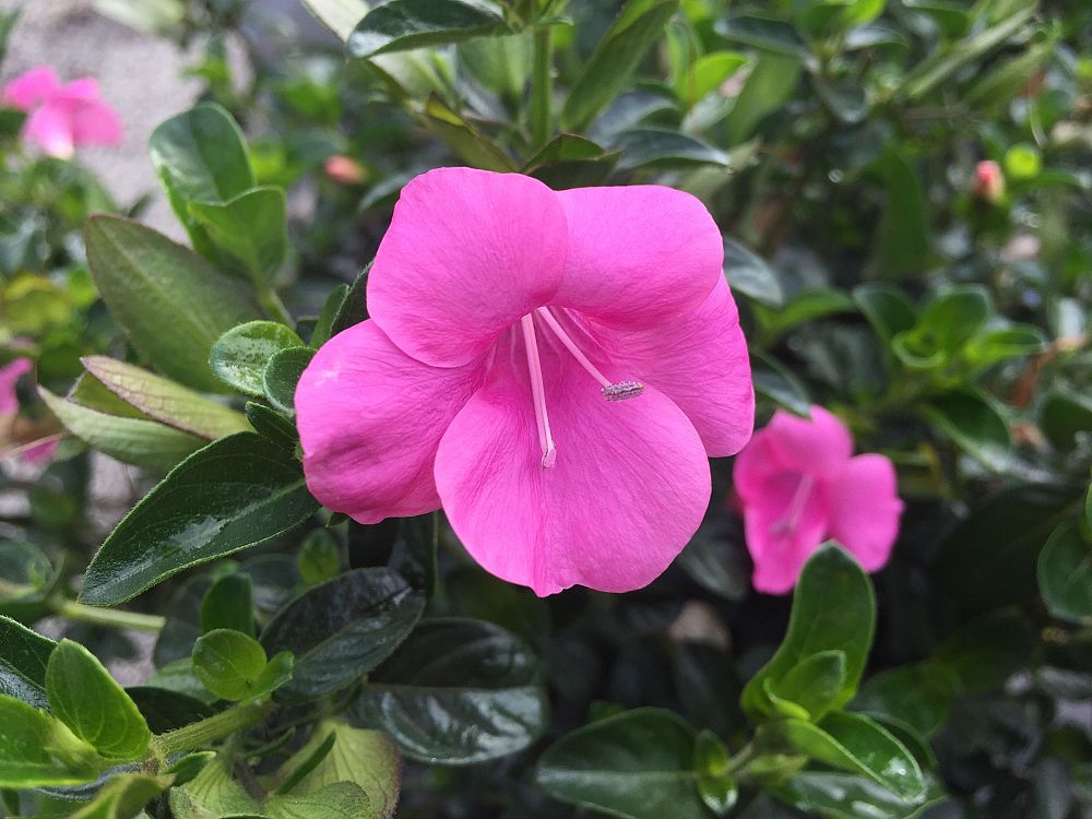 barleria-repens-pink-star-coral-creeper