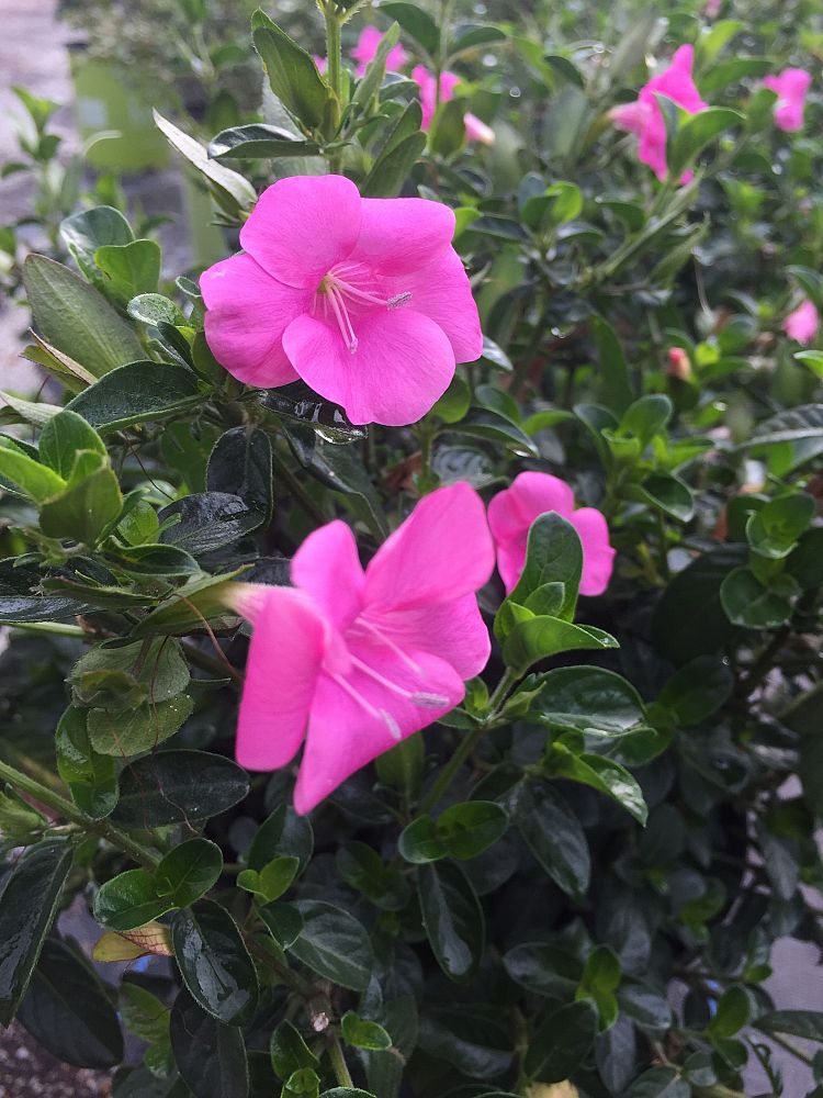 barleria-repens-pink-star-coral-creeper