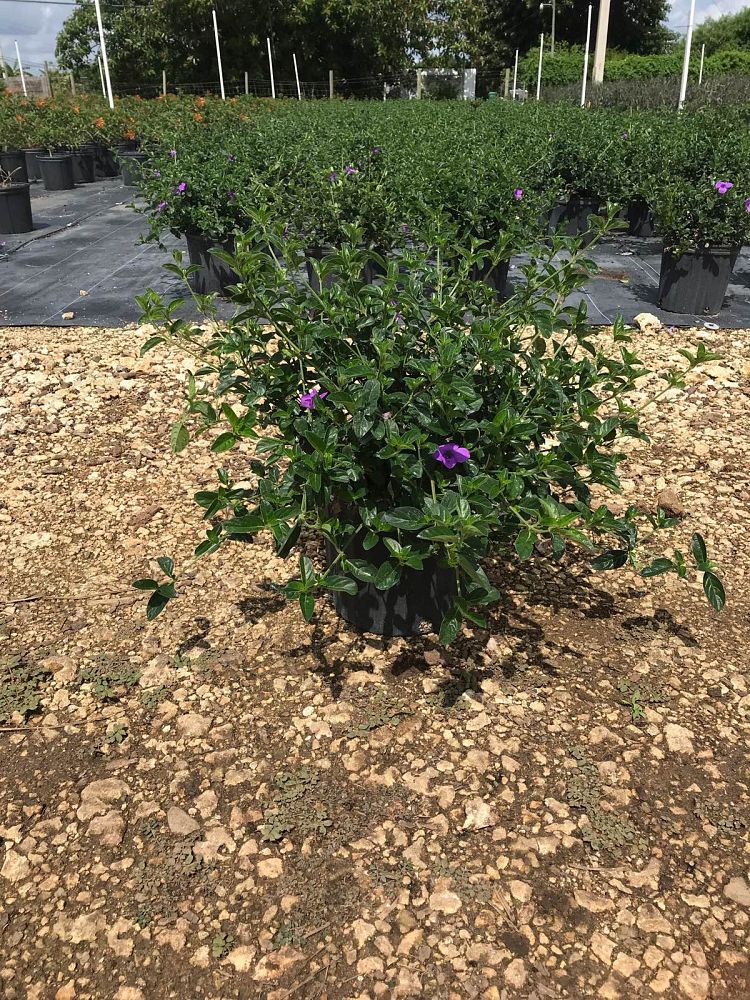 barleria-repens-purple-coral-creeper