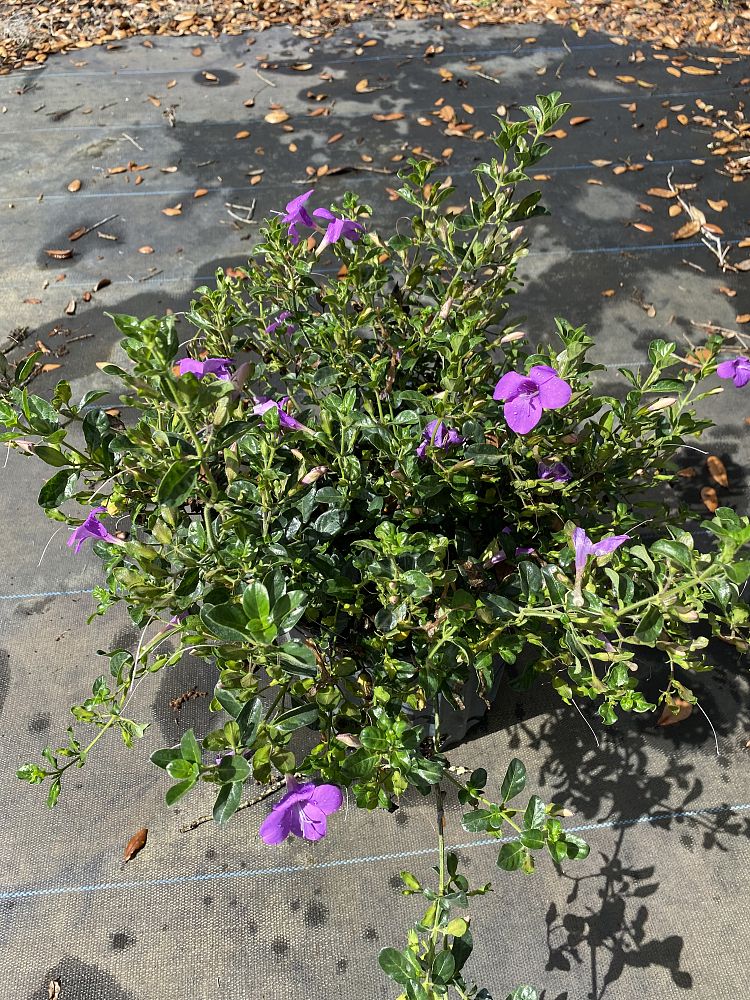 barleria-repens-purple-coral-creeper