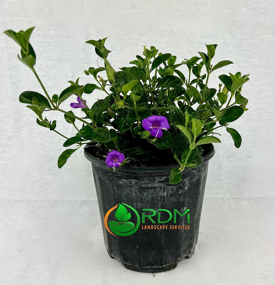 barleria-repens-purple-coral-creeper