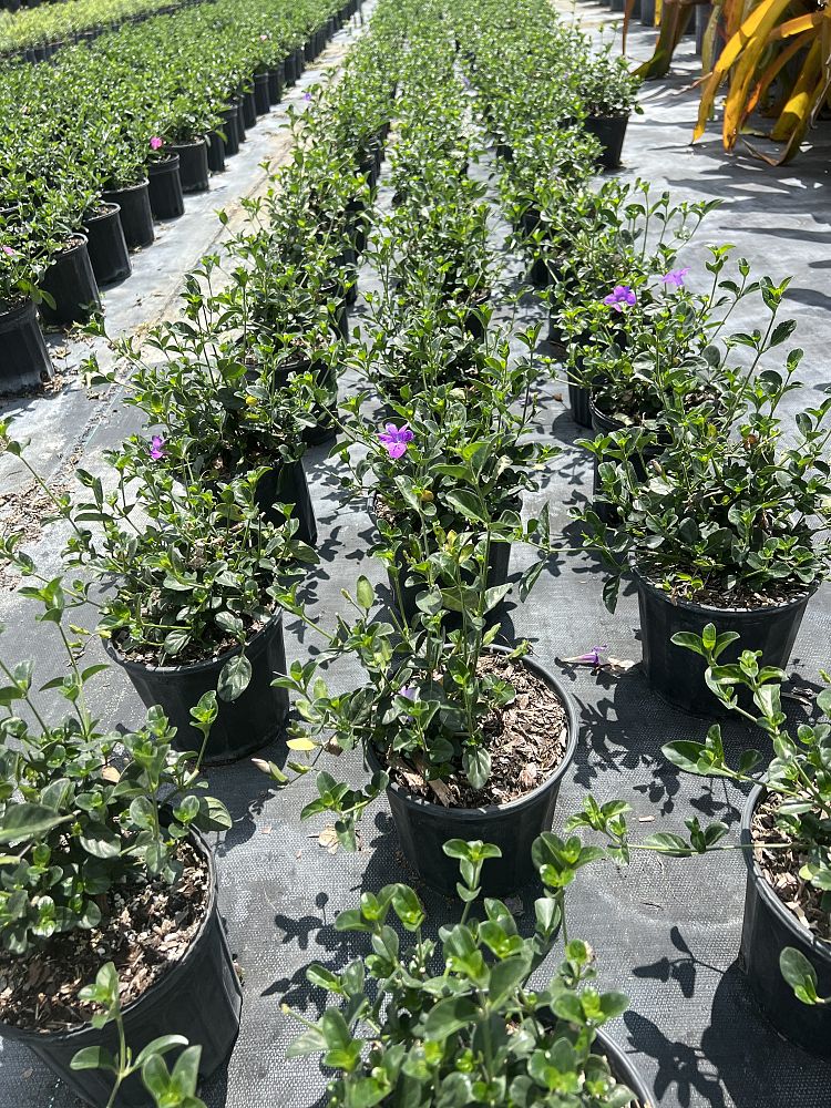 barleria-repens-purple-coral-creeper