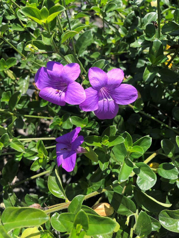 barleria-repens-purple-coral-creeper