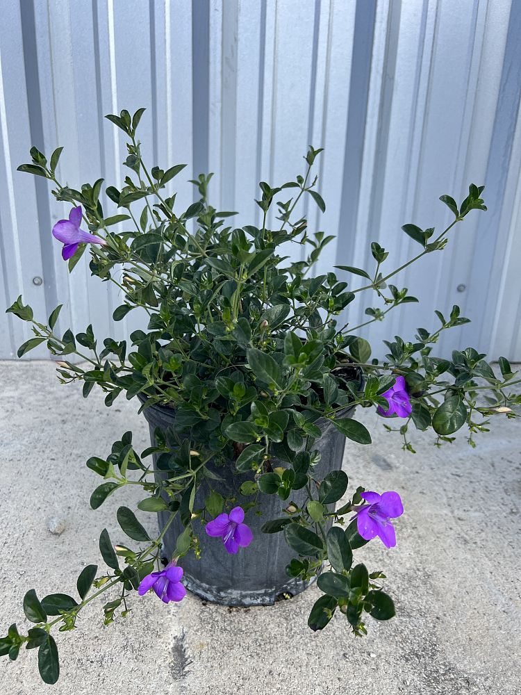 barleria-repens-purple-coral-creeper