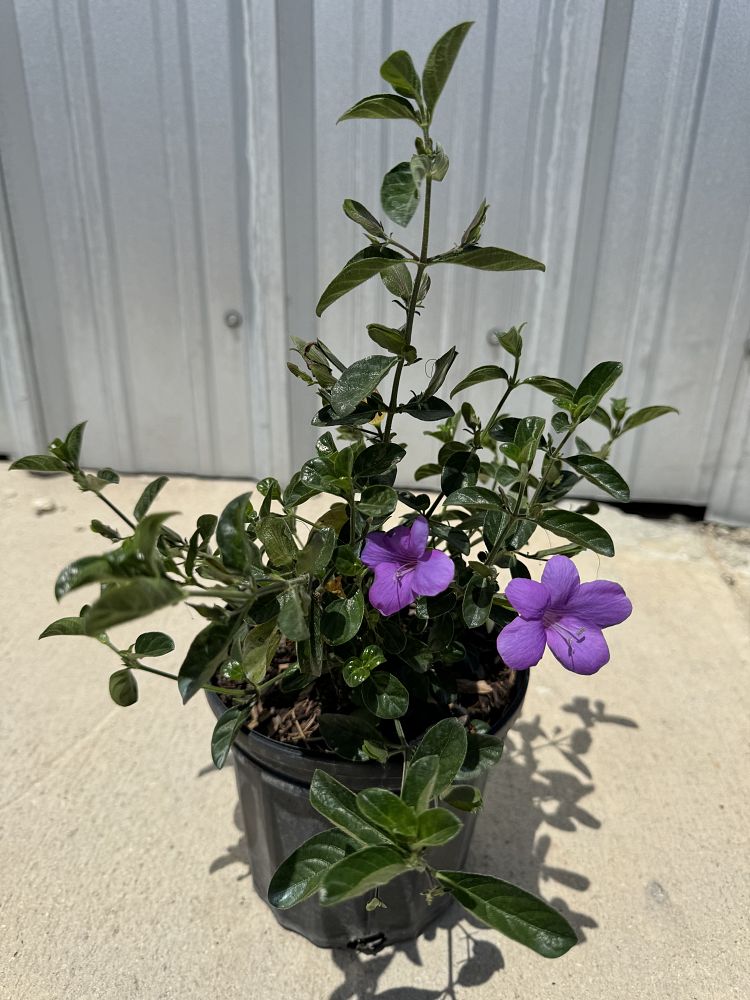 barleria-repens-purple-coral-creeper