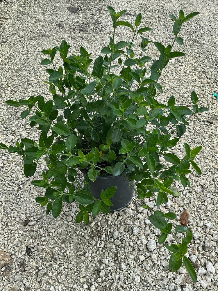 barleria-repens-purple-coral-creeper