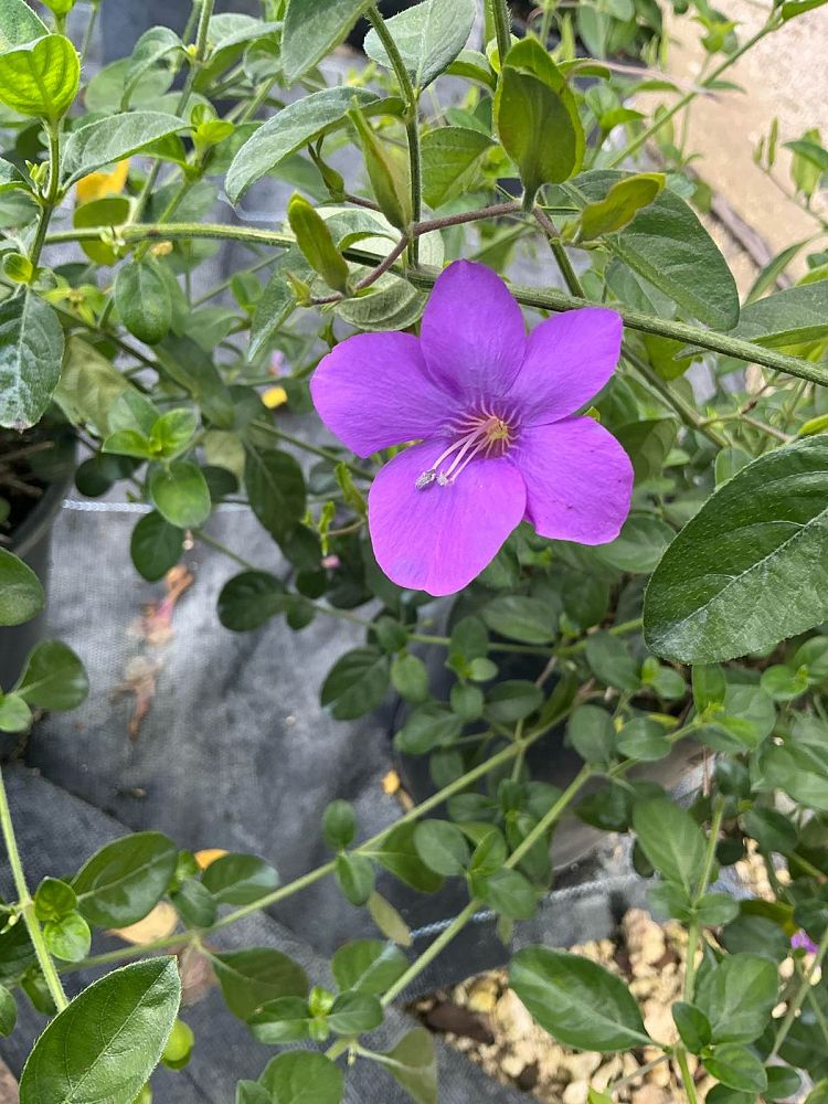 barleria-repens-purple-coral-creeper