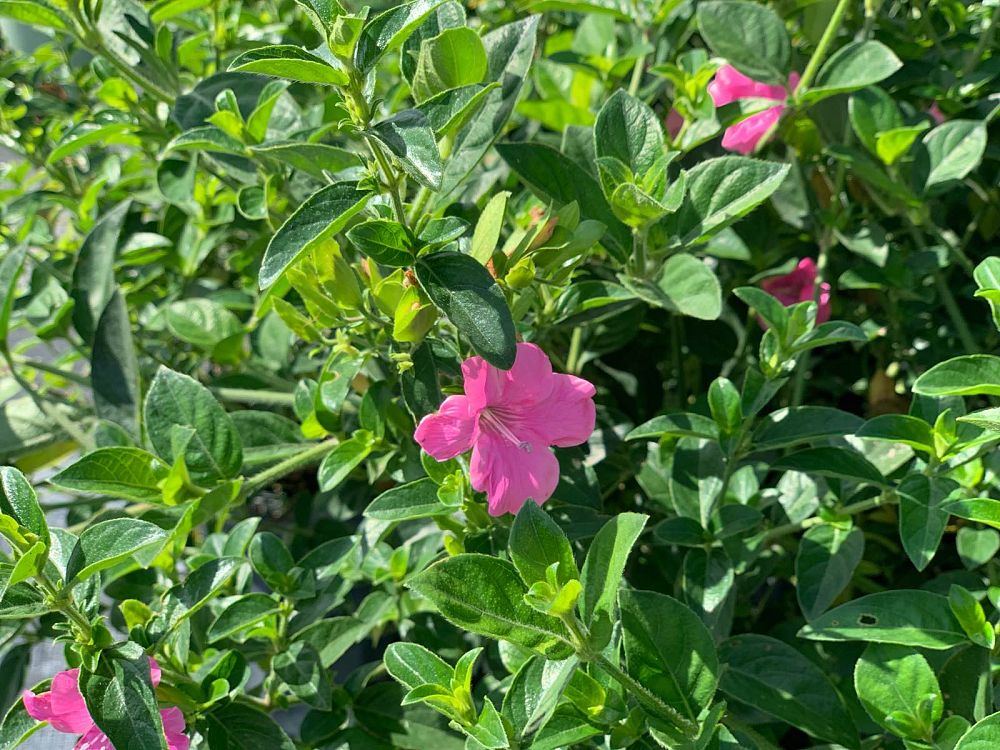 barleria-repens-south-africa-coral-creeper