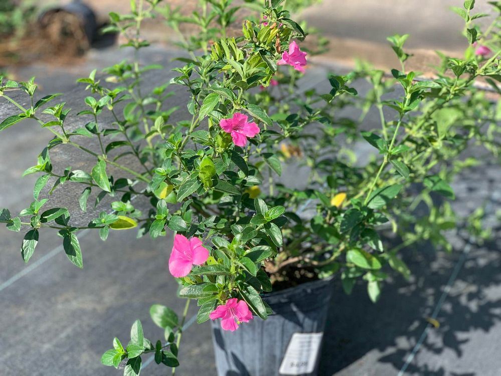 barleria-repens-south-africa-coral-creeper