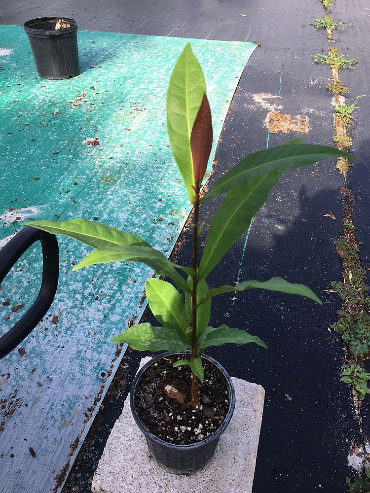 barringtonia-racemosa