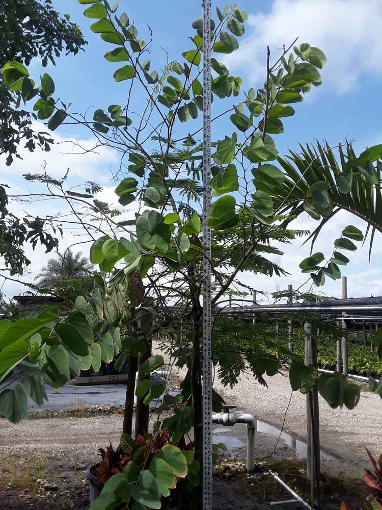 bauhinia-aculeata-white-hong-kong-orchid-tree