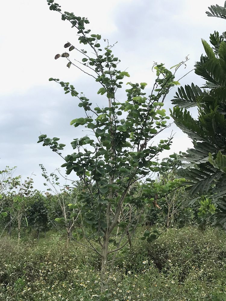 bauhinia-aculeata-white-hong-kong-orchid-tree
