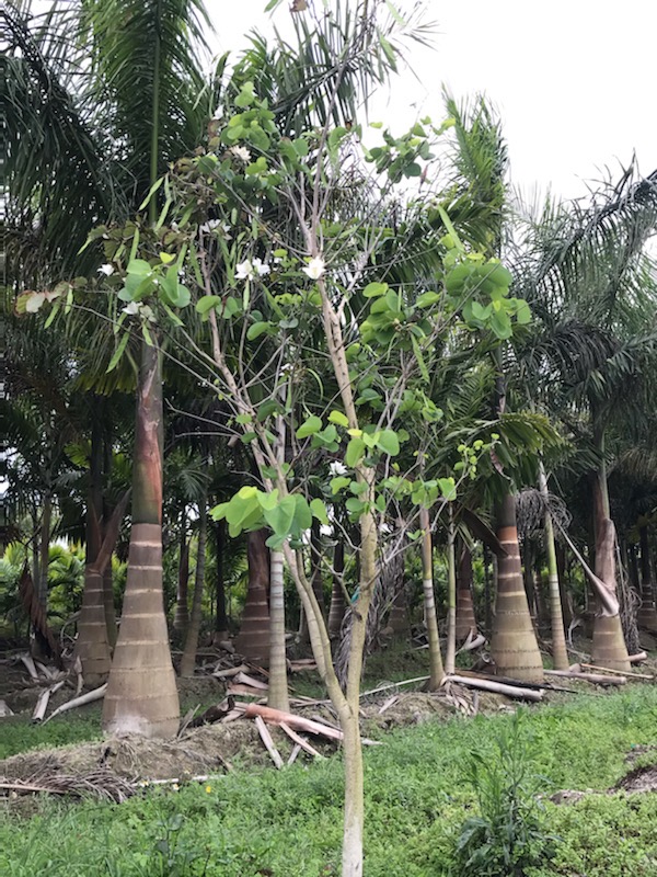 bauhinia-aculeata-white-hong-kong-orchid-tree