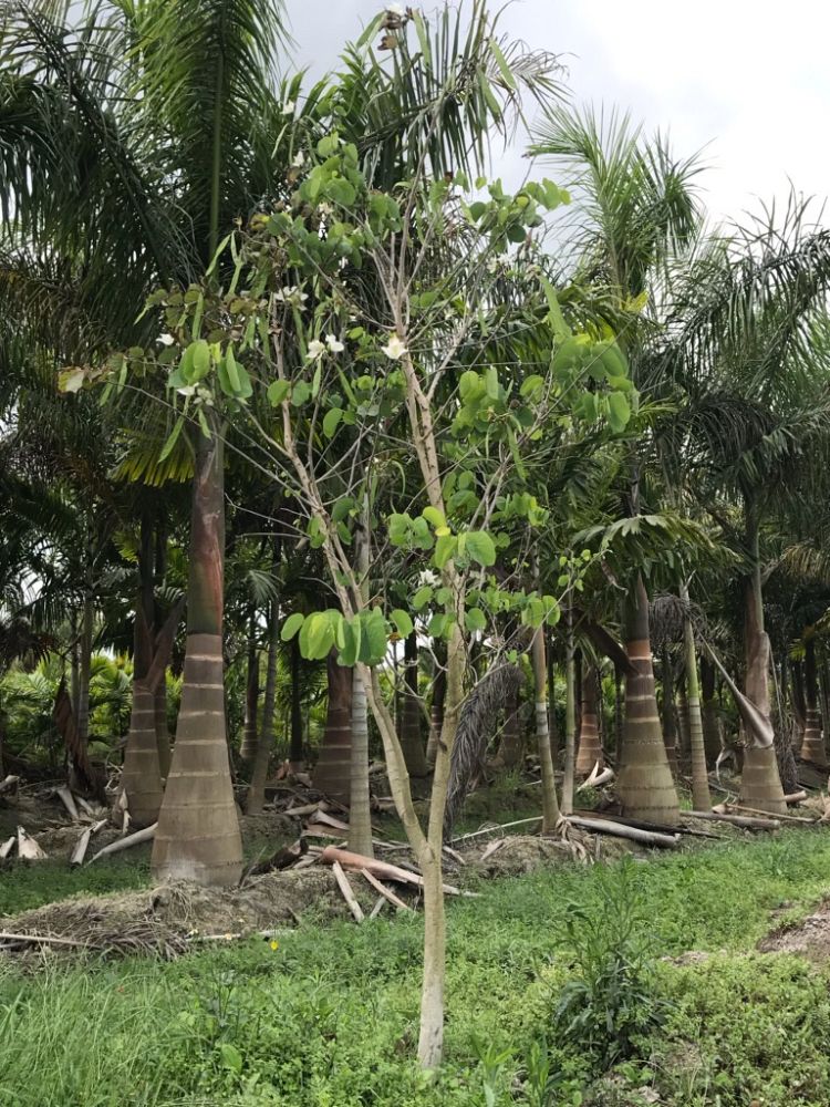 bauhinia-aculeata-white-hong-kong-orchid-tree