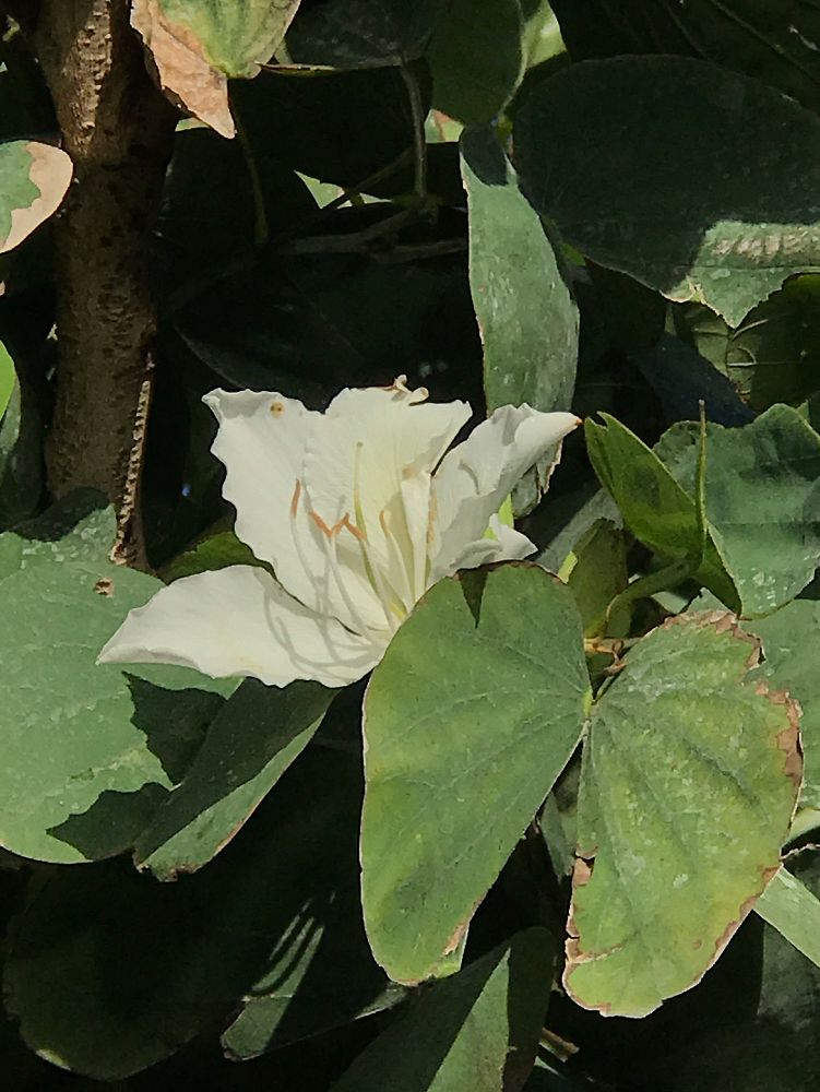 bauhinia-aculeata-white-hong-kong-orchid-tree