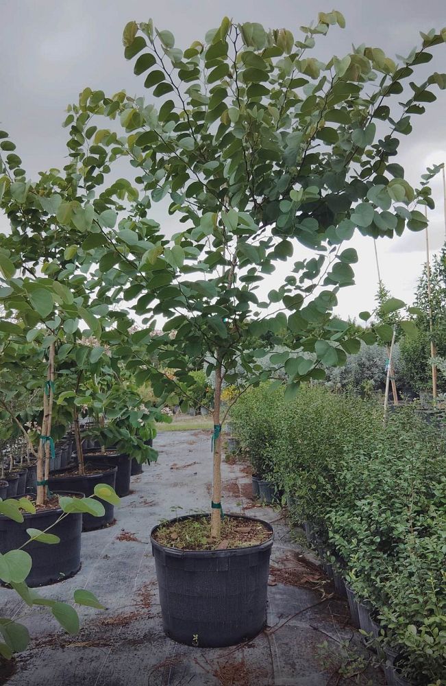 bauhinia-aculeata-white-hong-kong-orchid-tree