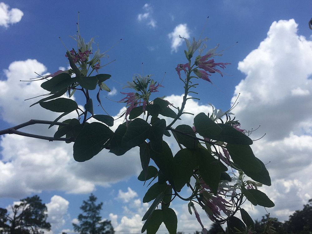 bauhinia-divaricata