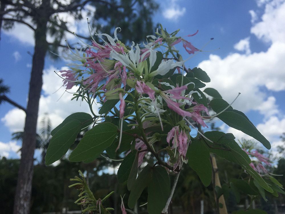 bauhinia-divaricata