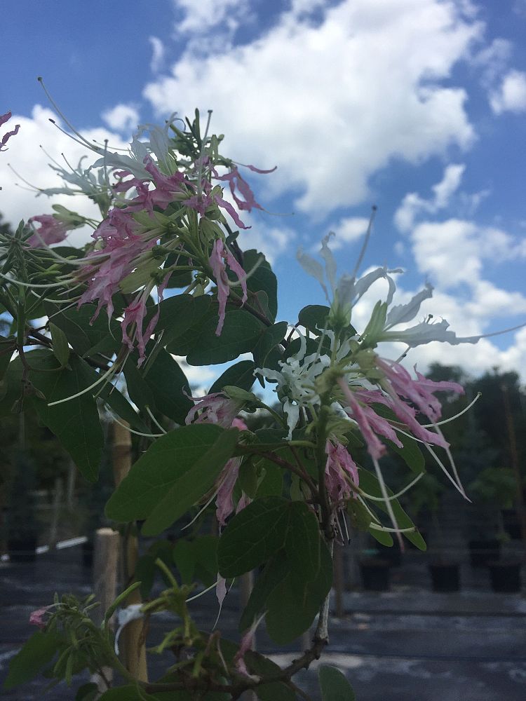 bauhinia-divaricata