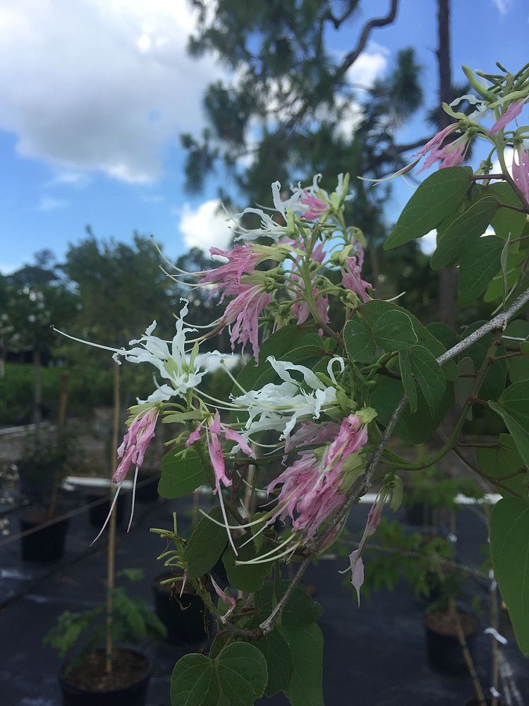 bauhinia-divaricata