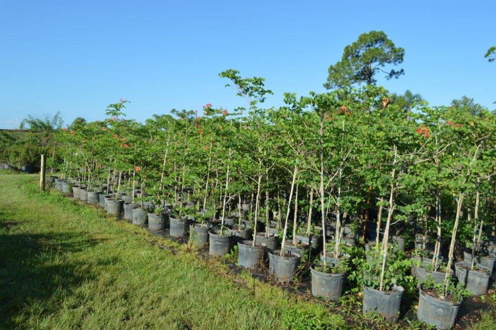 bauhinia-galpinii-bauhinia-punctata-red-orchid-tree-pride-of-de-kaap