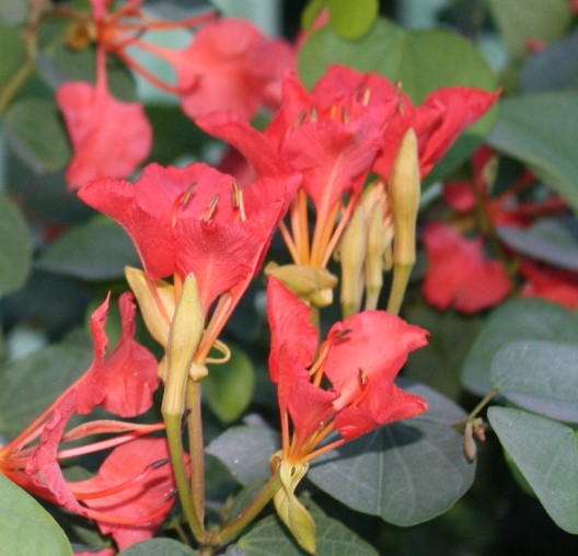 bauhinia-galpinii-bauhinia-punctata-red-orchid-tree-pride-of-de-kaap