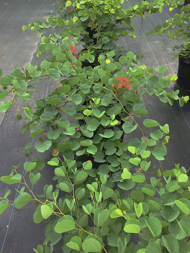 bauhinia-galpinii-bauhinia-punctata-red-orchid-tree-pride-of-de-kaap