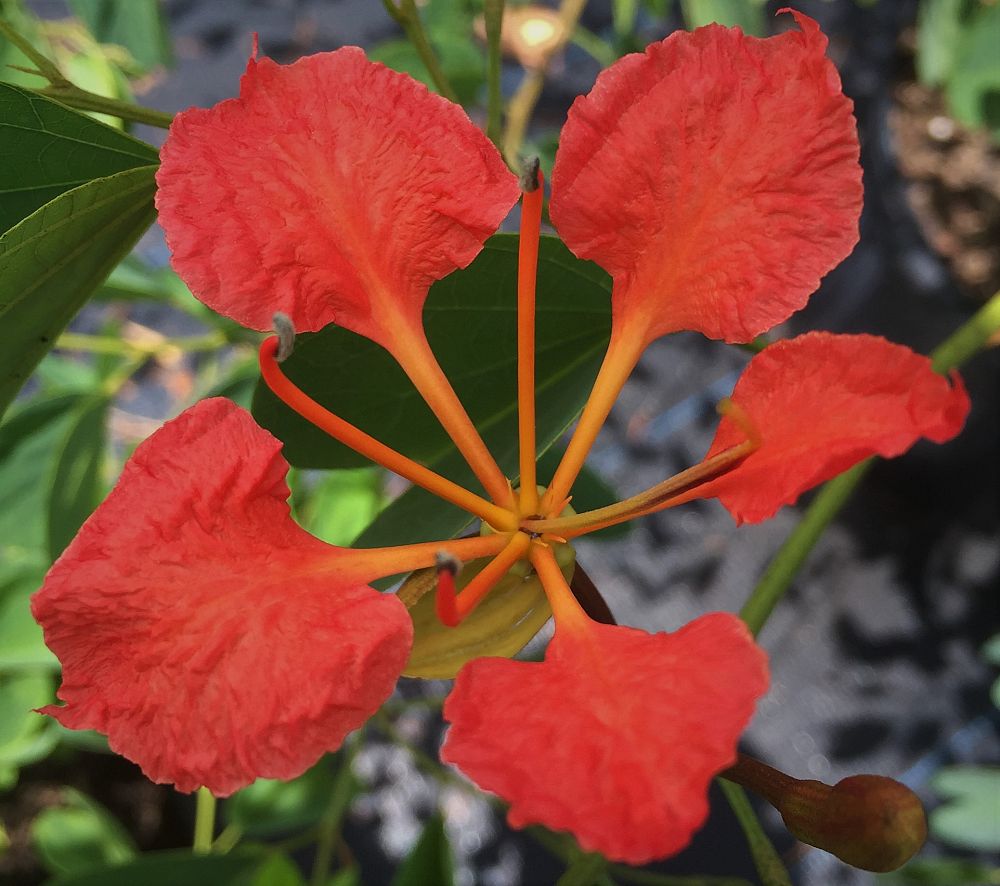 bauhinia-galpinii-bauhinia-punctata-red-orchid-tree-pride-of-de-kaap