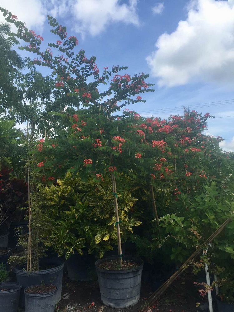 bauhinia-galpinii-bauhinia-punctata-red-orchid-tree-pride-of-de-kaap