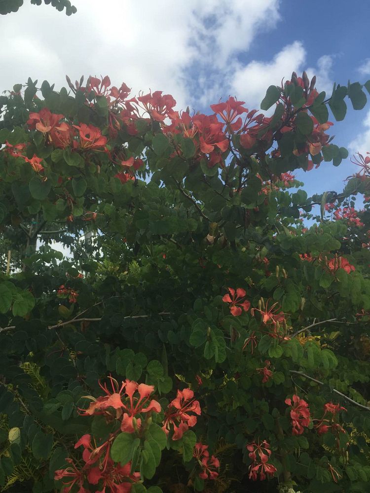 bauhinia-galpinii-bauhinia-punctata-red-orchid-tree-pride-of-de-kaap