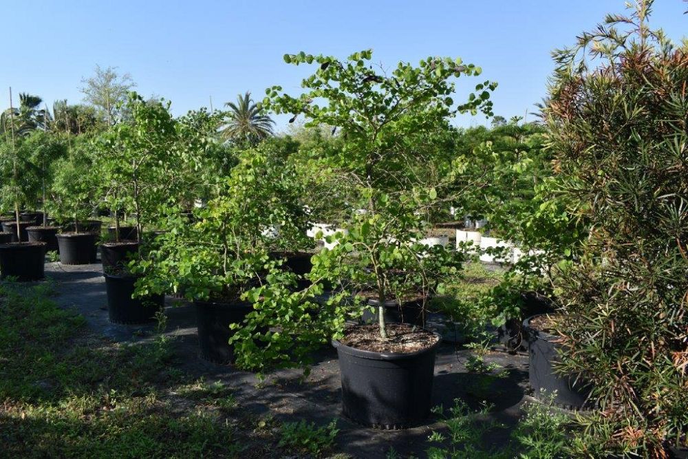 bauhinia-galpinii-bauhinia-punctata-red-orchid-tree-pride-of-de-kaap