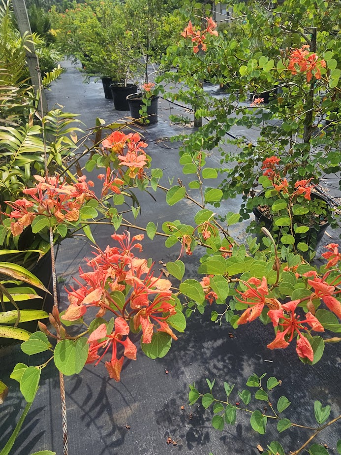 bauhinia-galpinii-bauhinia-punctata-red-orchid-tree-pride-of-de-kaap