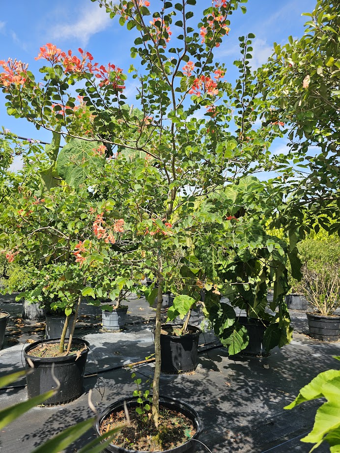 bauhinia-galpinii-bauhinia-punctata-red-orchid-tree-pride-of-de-kaap