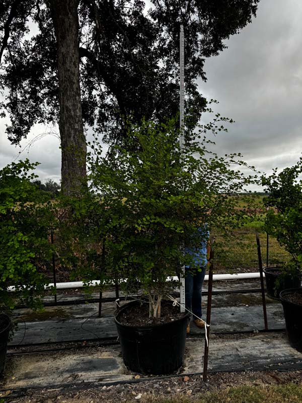 bauhinia-lunarioides-anacacho-orchid-tree-bauhinia-congesta-texas-plume