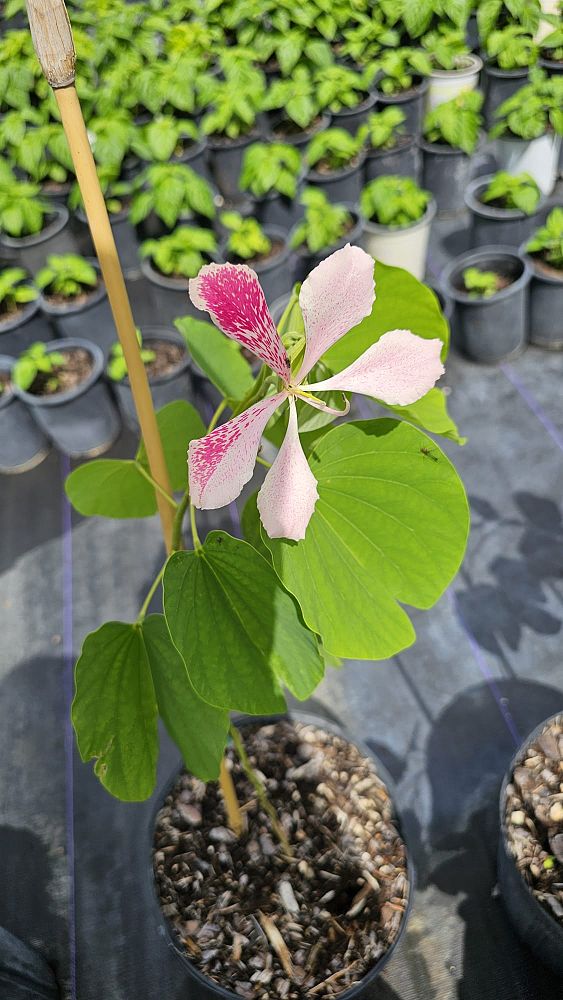 bauhinia-macranthera-chihuahua-orchid-tree-pink-orchid-tree-sierra-orchid-tree