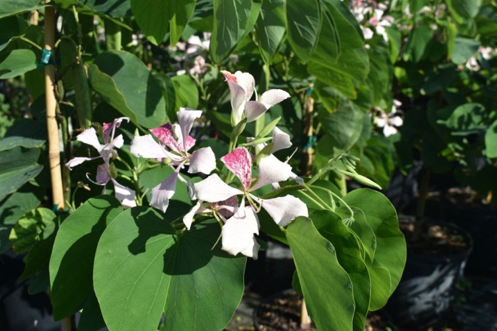 bauhinia-monandra-butterfly-flower