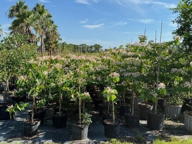 bauhinia-monandra-butterfly-flower