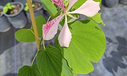 bauhinia-monandra-butterfly-flower