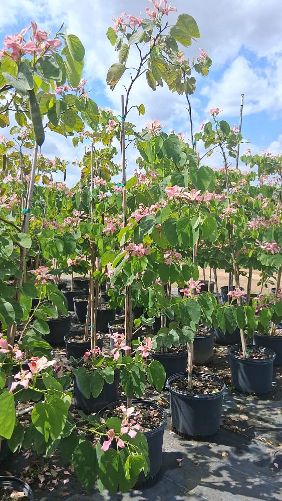bauhinia-monandra-butterfly-flower