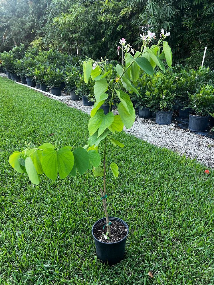 bauhinia-monandra-butterfly-flower