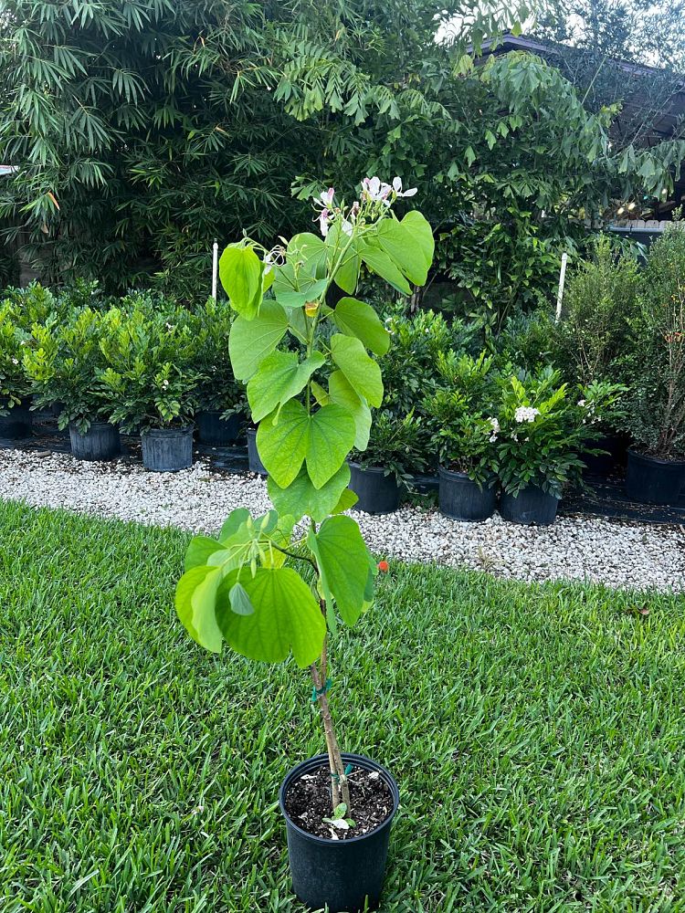 bauhinia-monandra-butterfly-flower