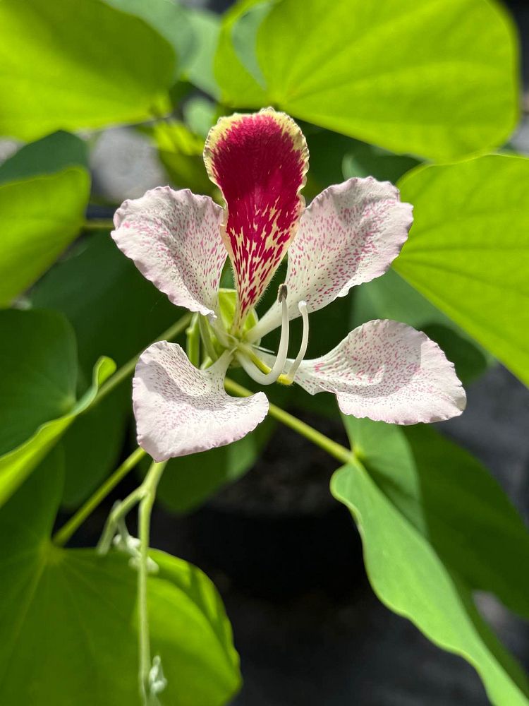 bauhinia-monandra-butterfly-flower