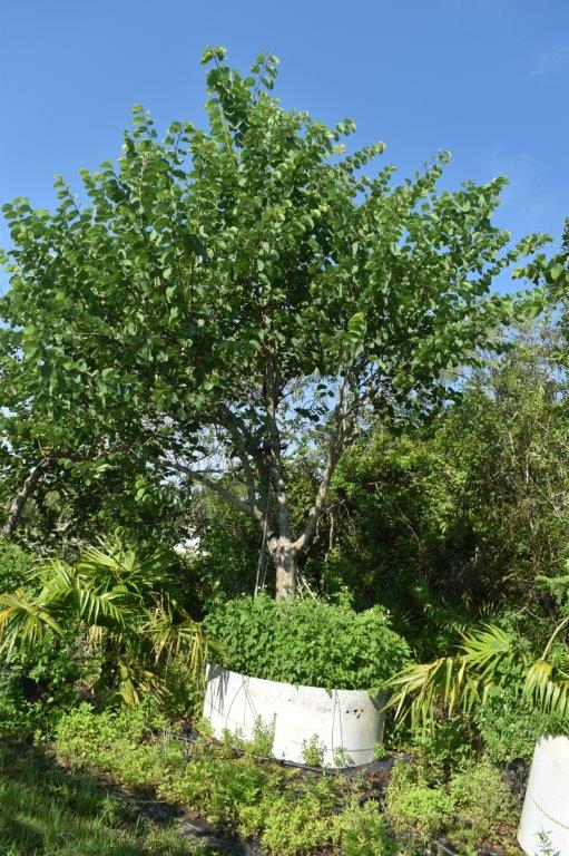 bauhinia-purpurea-orchid-tree