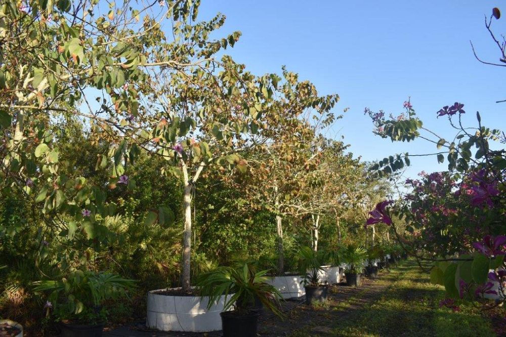bauhinia-purpurea-orchid-tree